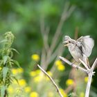 Neuntöter (Lanius collurio)