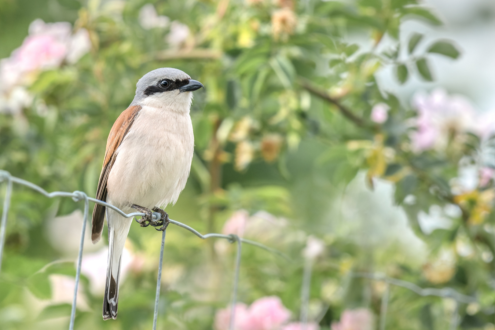 Neuntöter (Lanius collurio) 