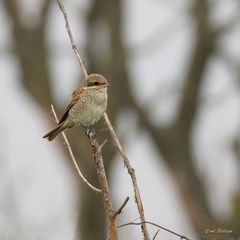 Neuntöter (Lanius collurio)