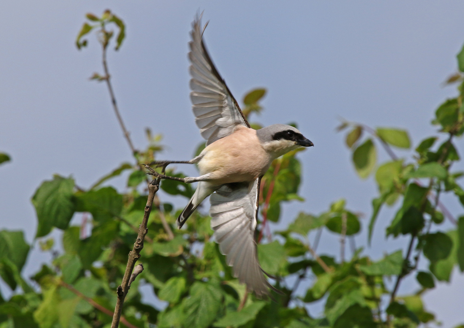 Neuntöter (Lanius collurio)