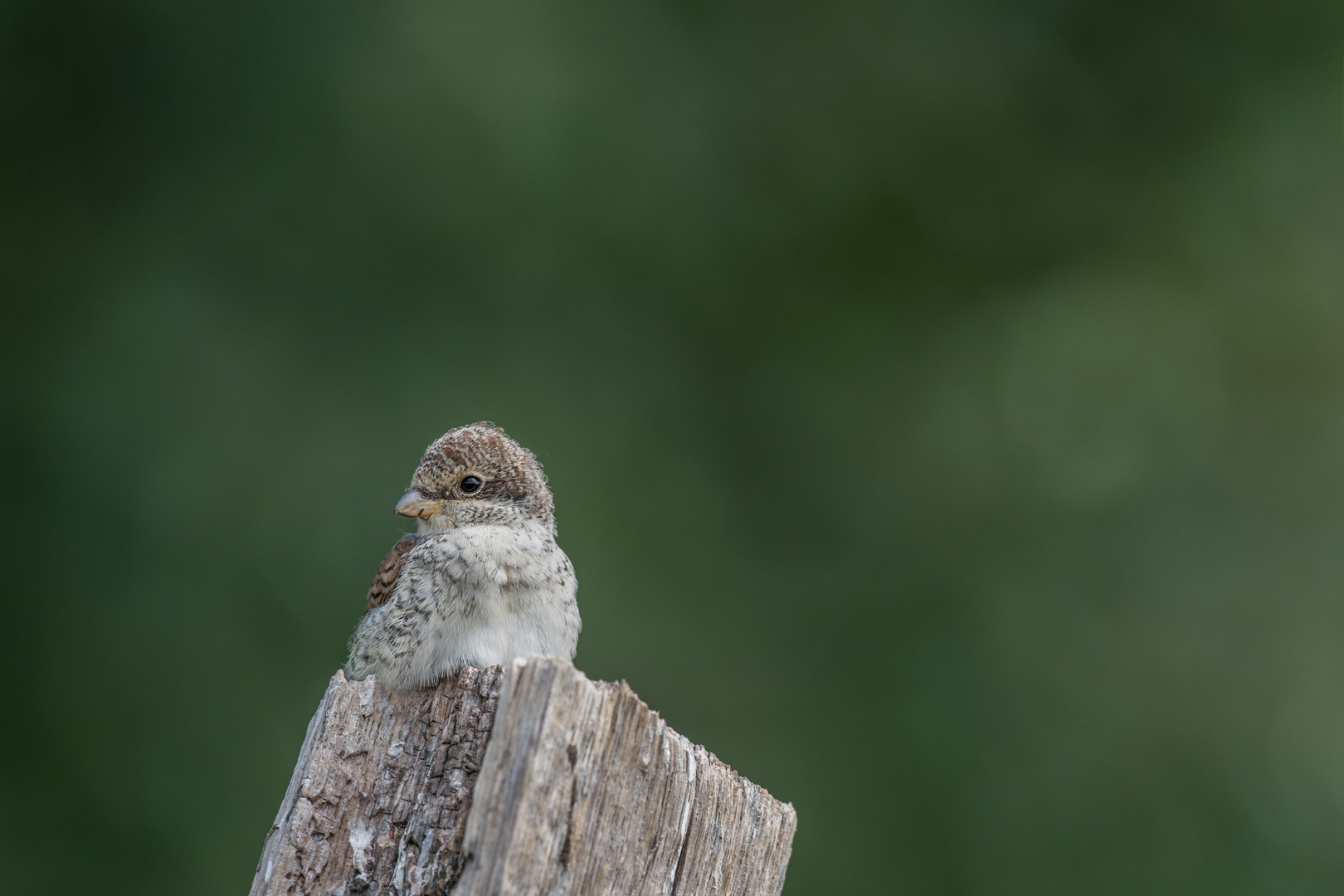 Neuntöter (Lanius collurio)