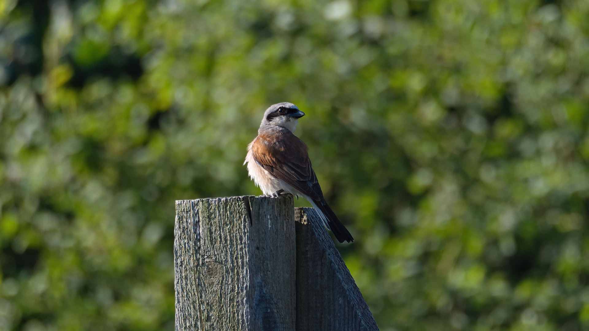 Neuntöter (Lanius collurio)