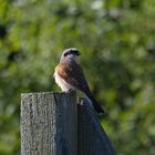 Neuntöter (Lanius collurio)