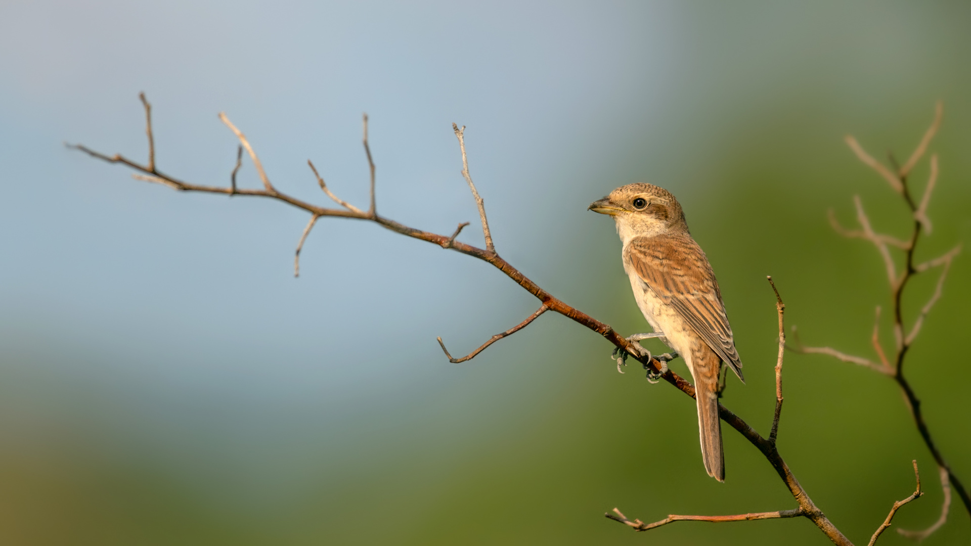 Neuntöter (Lanius collurio)