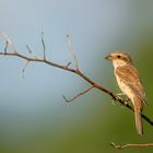 Neuntöter (Lanius collurio)