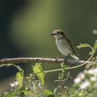 Neuntöter (Lanius collurio)