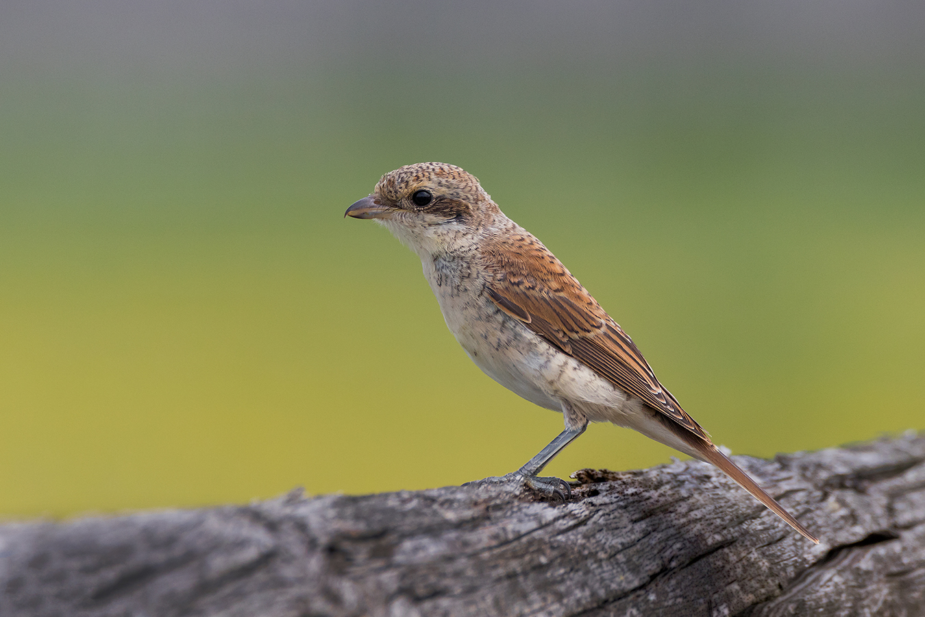 Neuntöter (Lanius collurio)