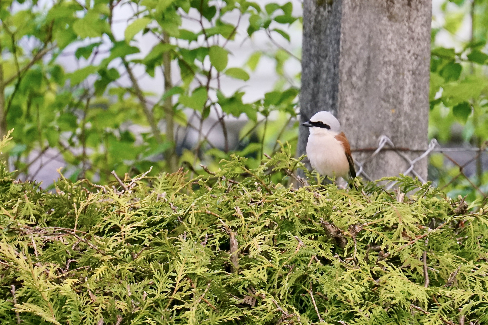 Neuntöter (Lanius collurio)