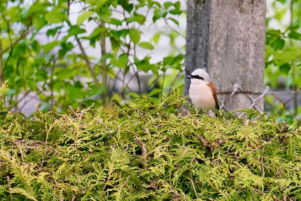 Neuntöter (Lanius collurio)