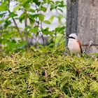 Neuntöter (Lanius collurio)