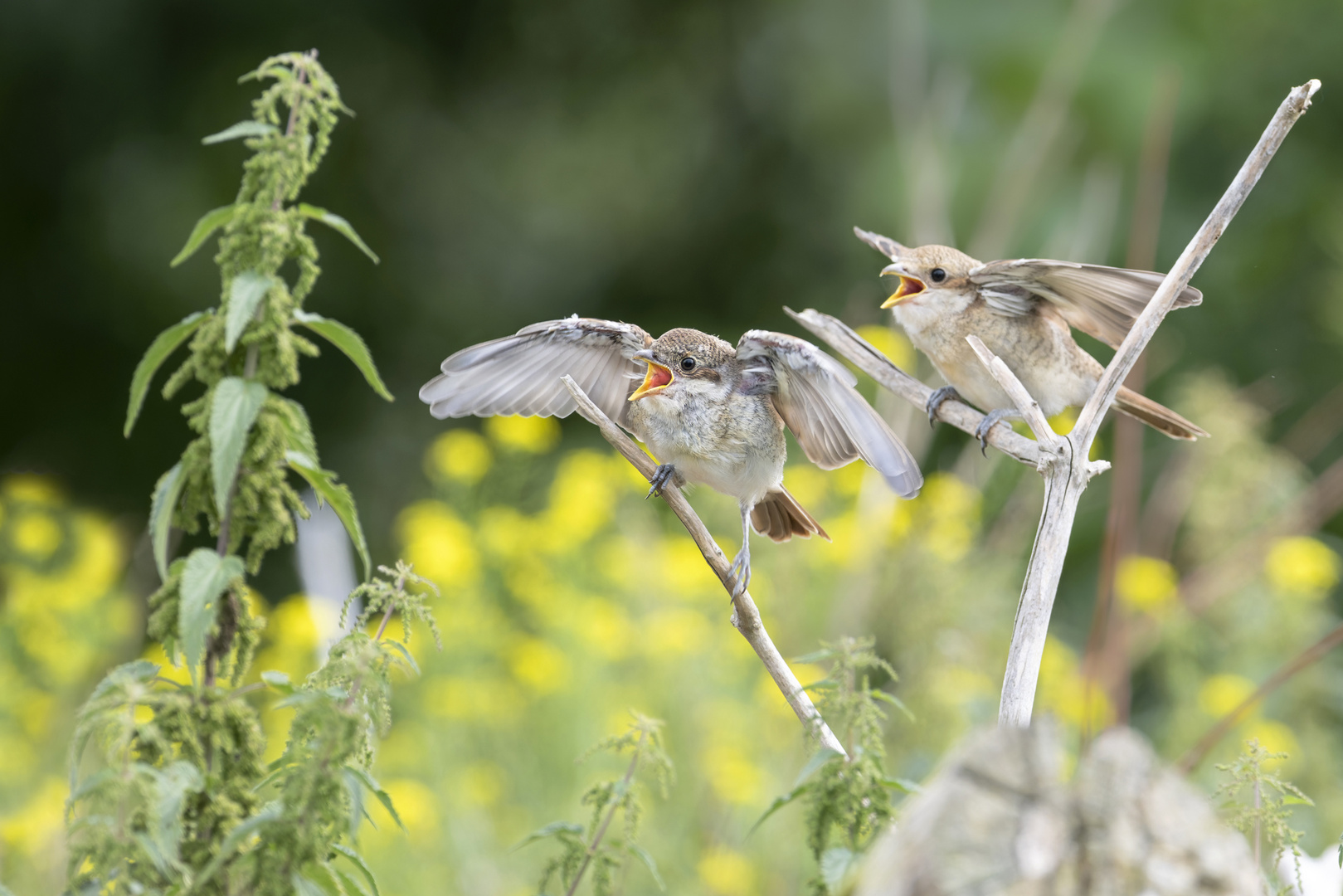 Neuntöter (Lanius collurio) 