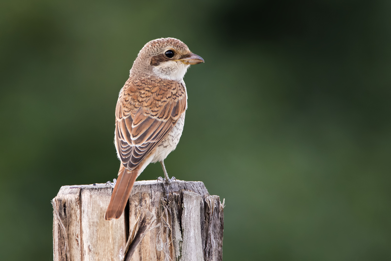 Neuntöter (Lanius collurio)