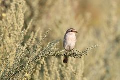 Neuntöter (Lanius collurio)