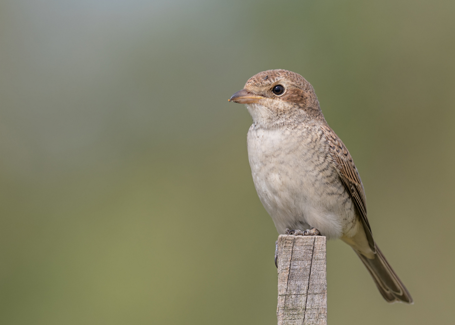 Neuntöter (Lanius collurio)