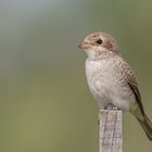 Neuntöter (Lanius collurio)