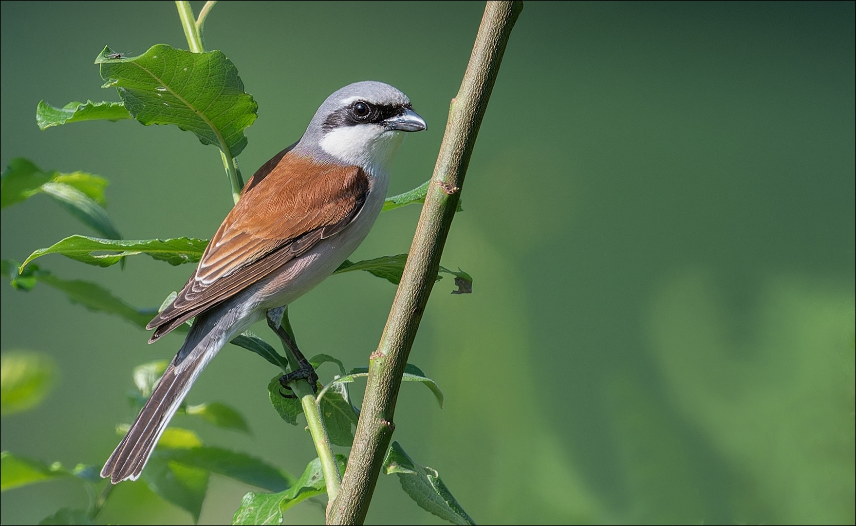 Neuntöter (Lanius collurio)