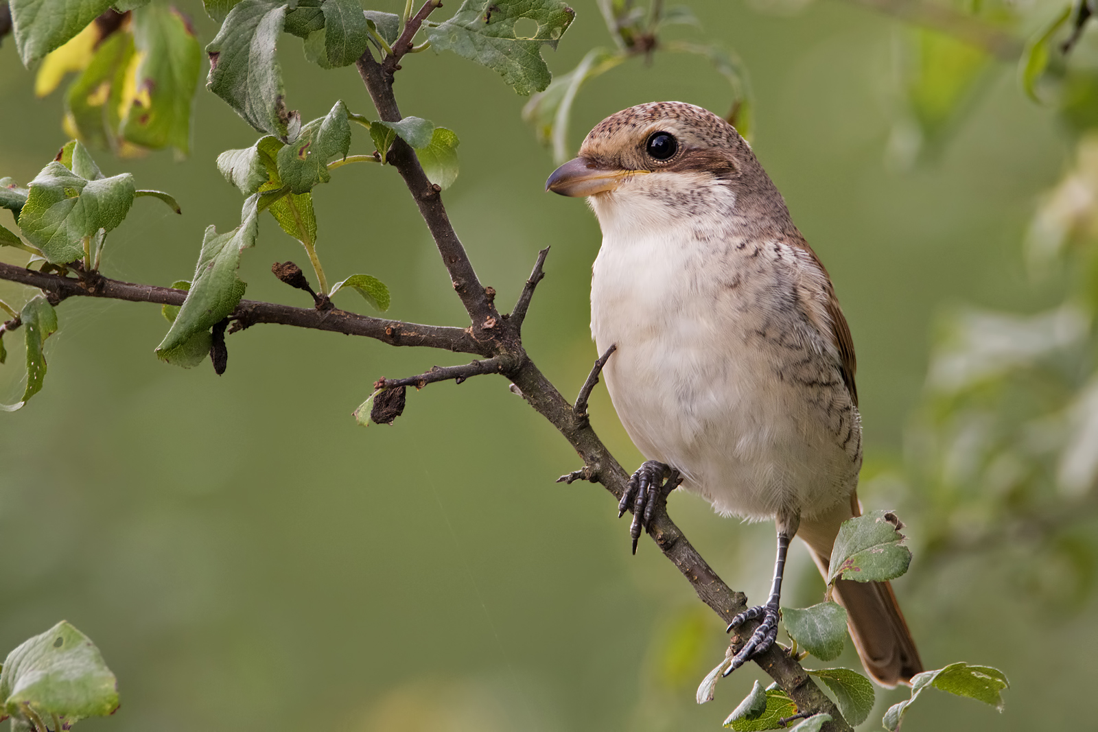 Neuntöter (Lanius collurio)