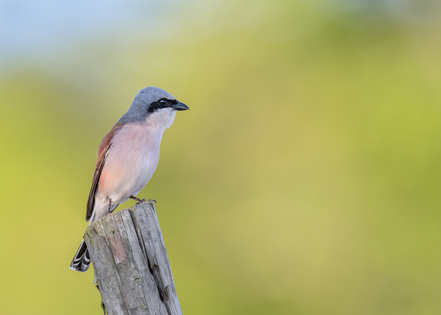 Neuntöter (Lanius collurio)