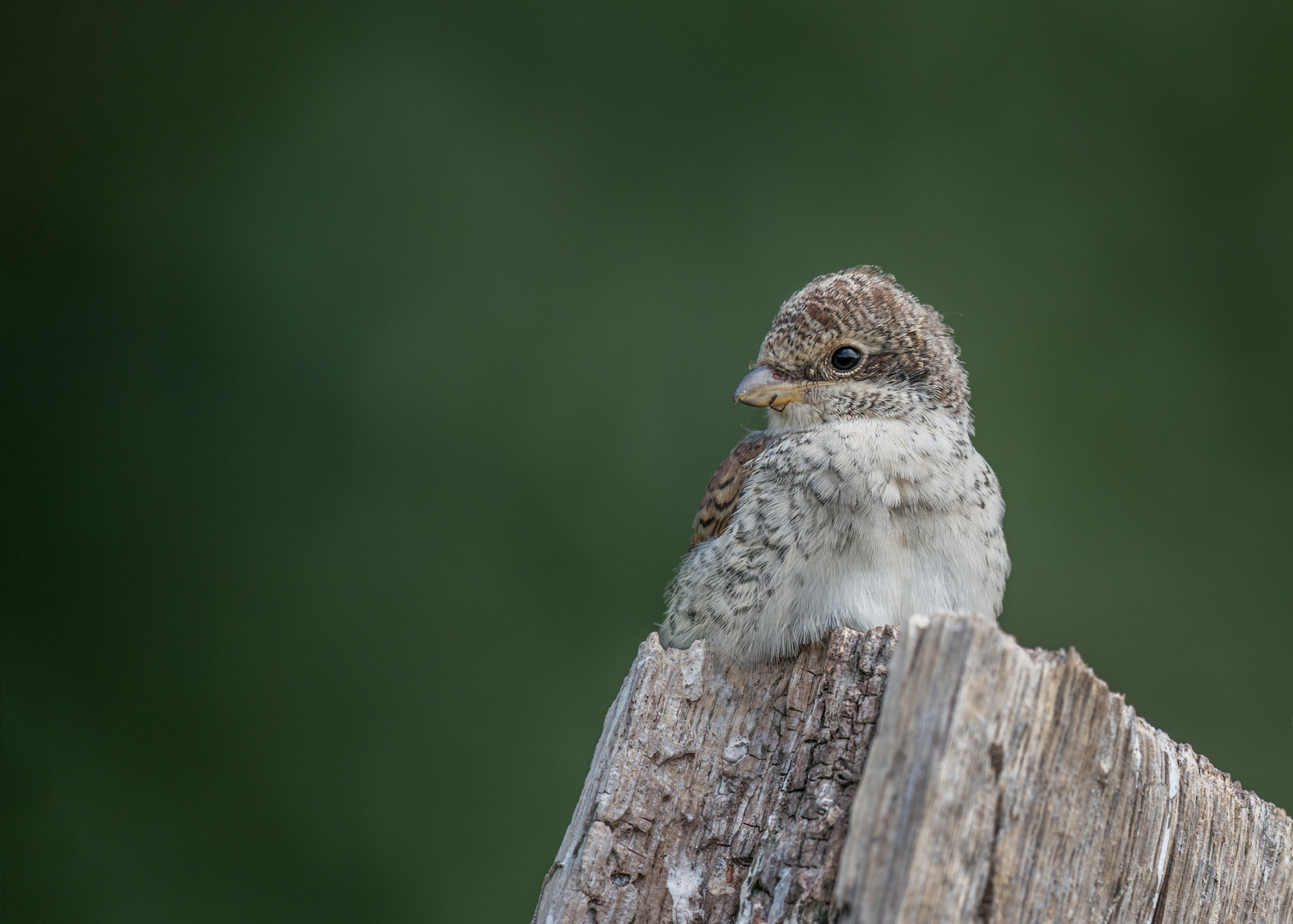 Neuntöter (Lanius collurio)