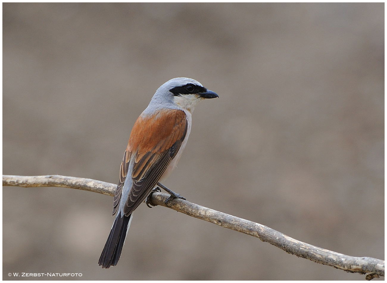 --- Neuntöter --- ( Lanius collurio )