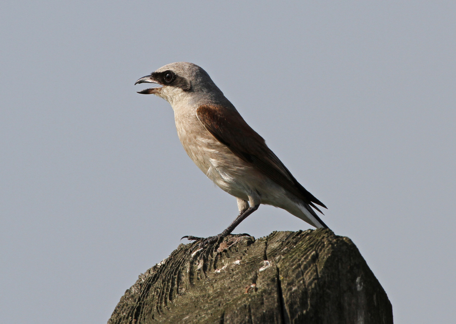 Neuntöter ( Lanius collurio )