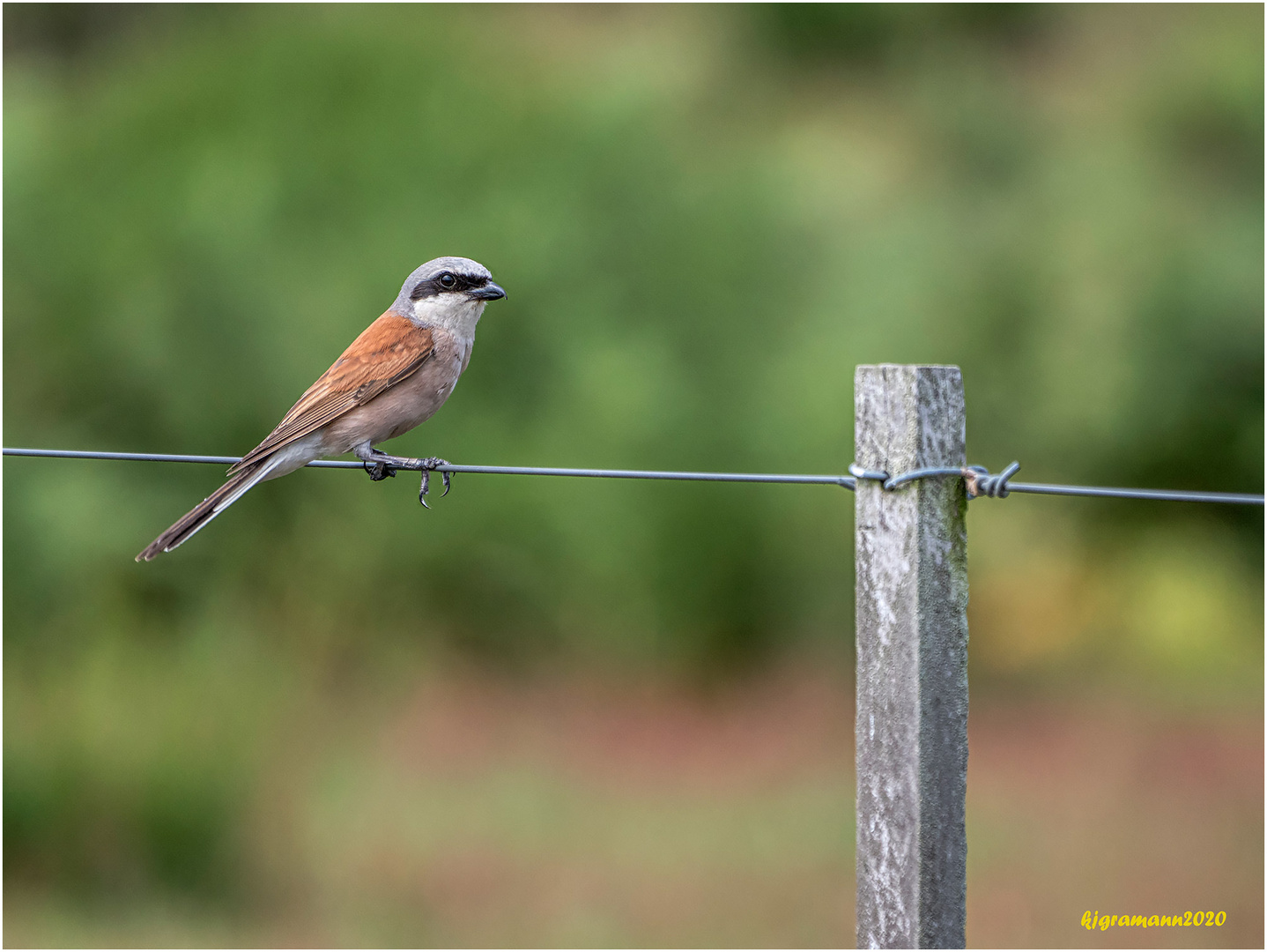 neuntöter (lanius collurio) ....