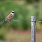 neuntöter (lanius collurio) ....