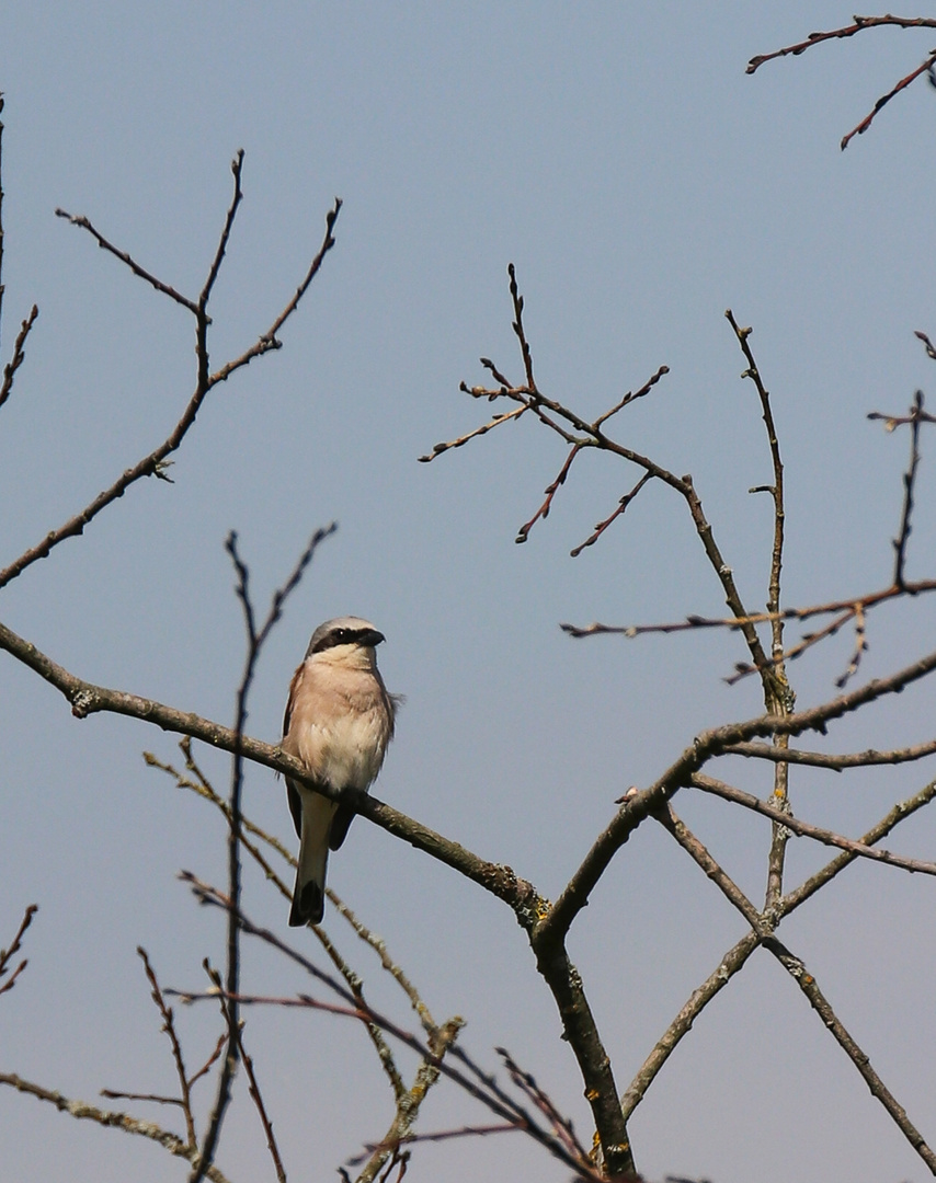 Neuntöter (Lanius collurio)