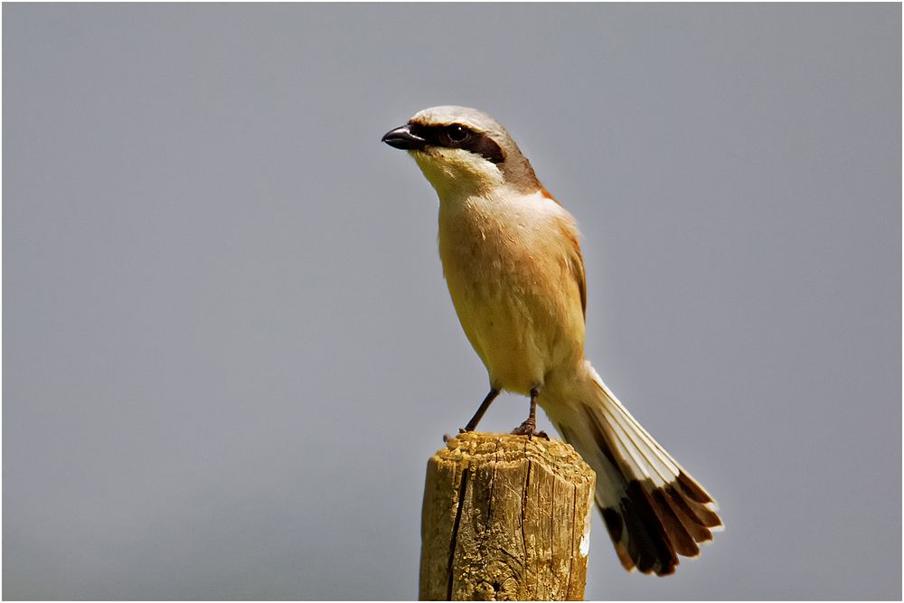 Neuntöter ( Lanius collurio)