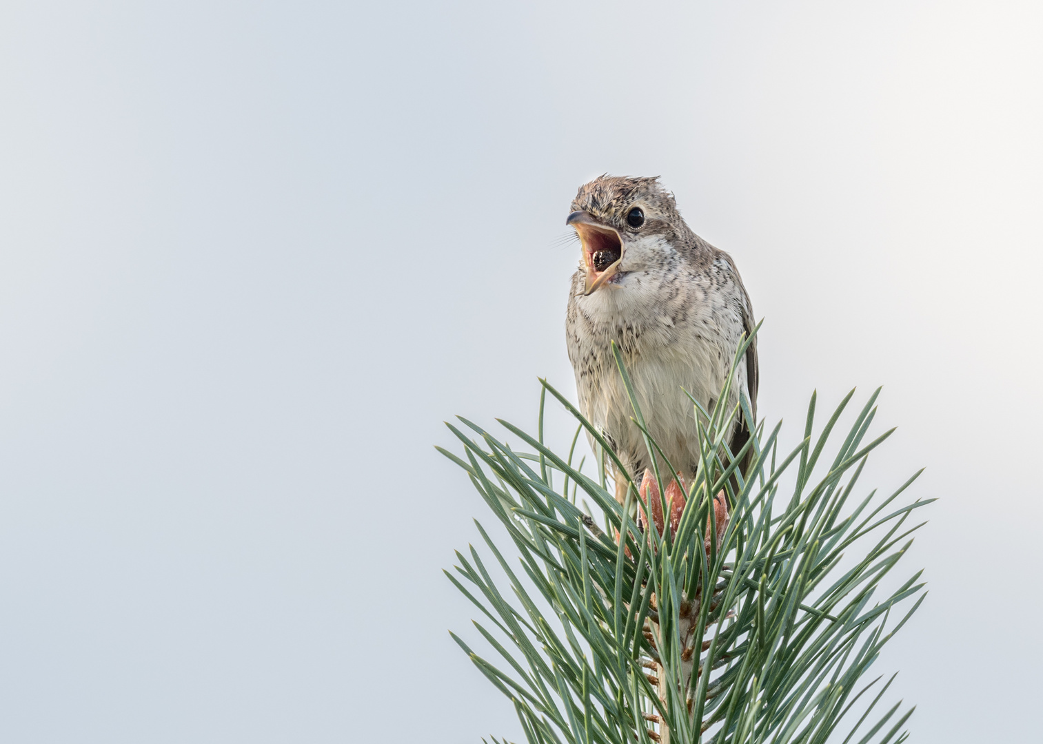 Neuntöter (Lanius collurio) 