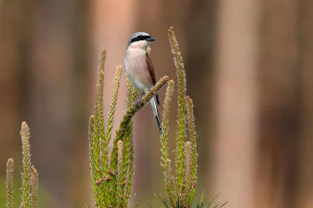 Neuntöter (Lanius collurio) 