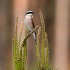 Neuntöter (Lanius collurio) 