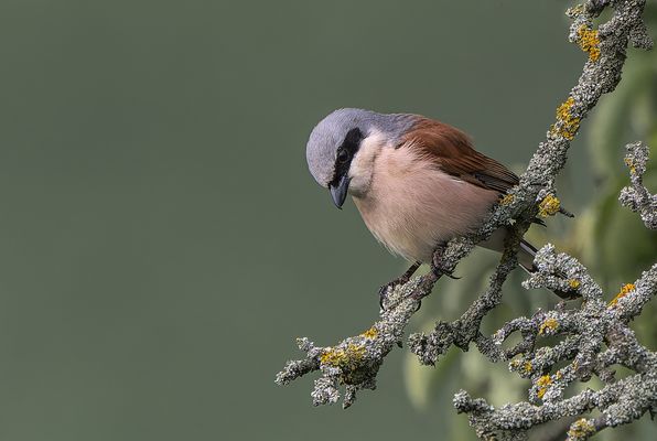  Neuntöter (Lanius collurio)