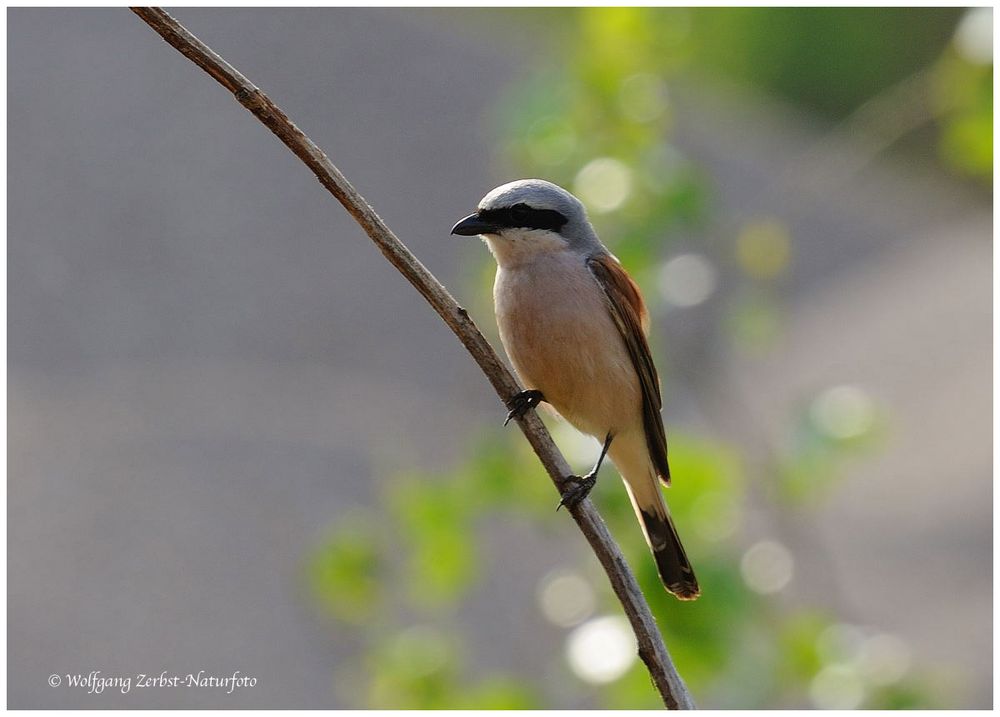 --- Neuntöter --- ( Lanius collurio )