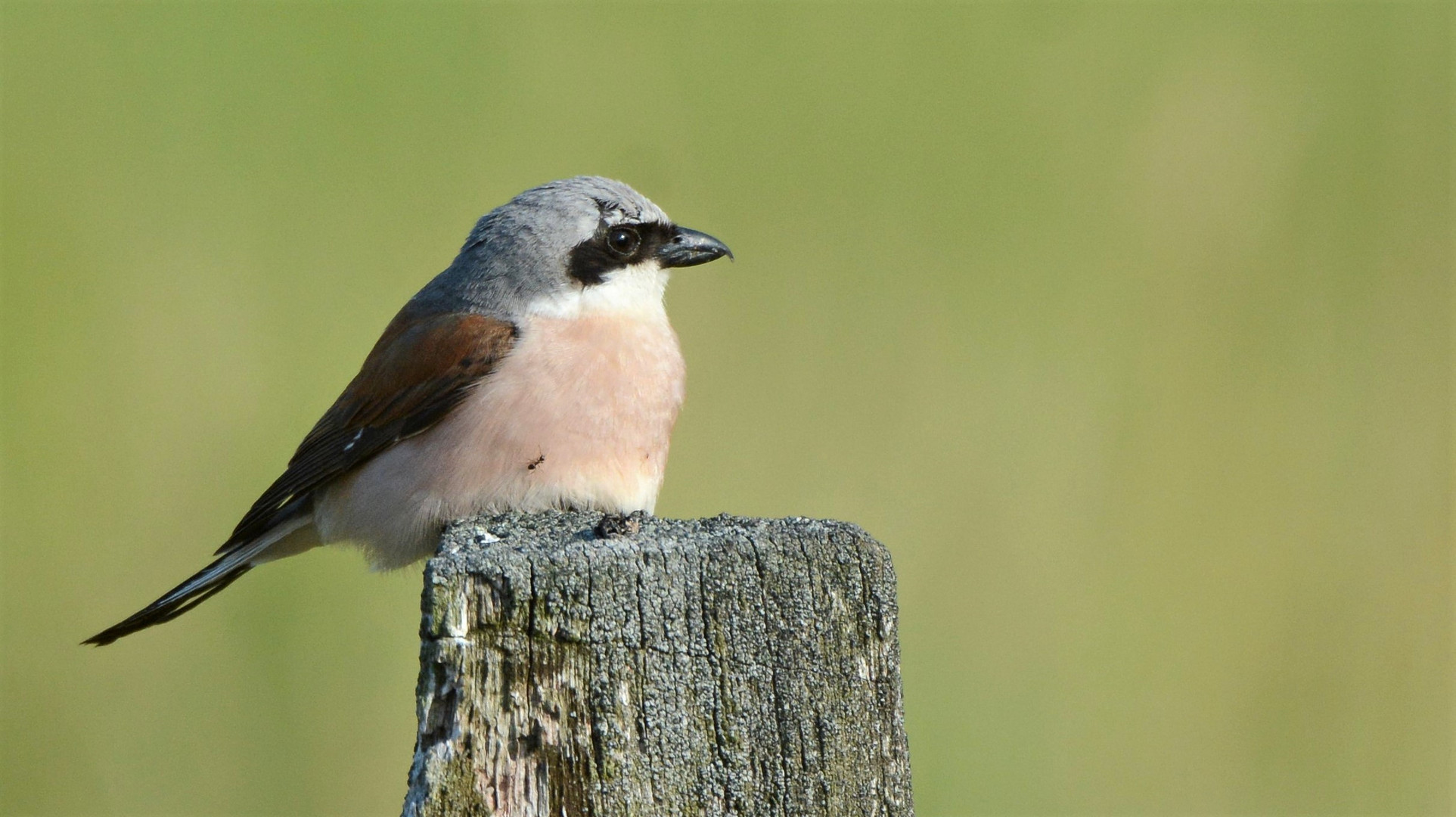 Neuntöter (Lanius collurio)