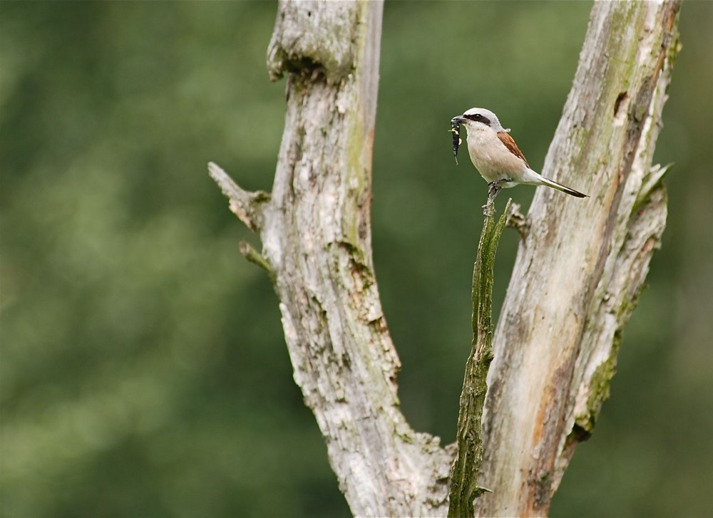 Neuntöter (Lanius collurio)