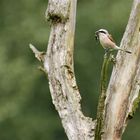 Neuntöter (Lanius collurio)