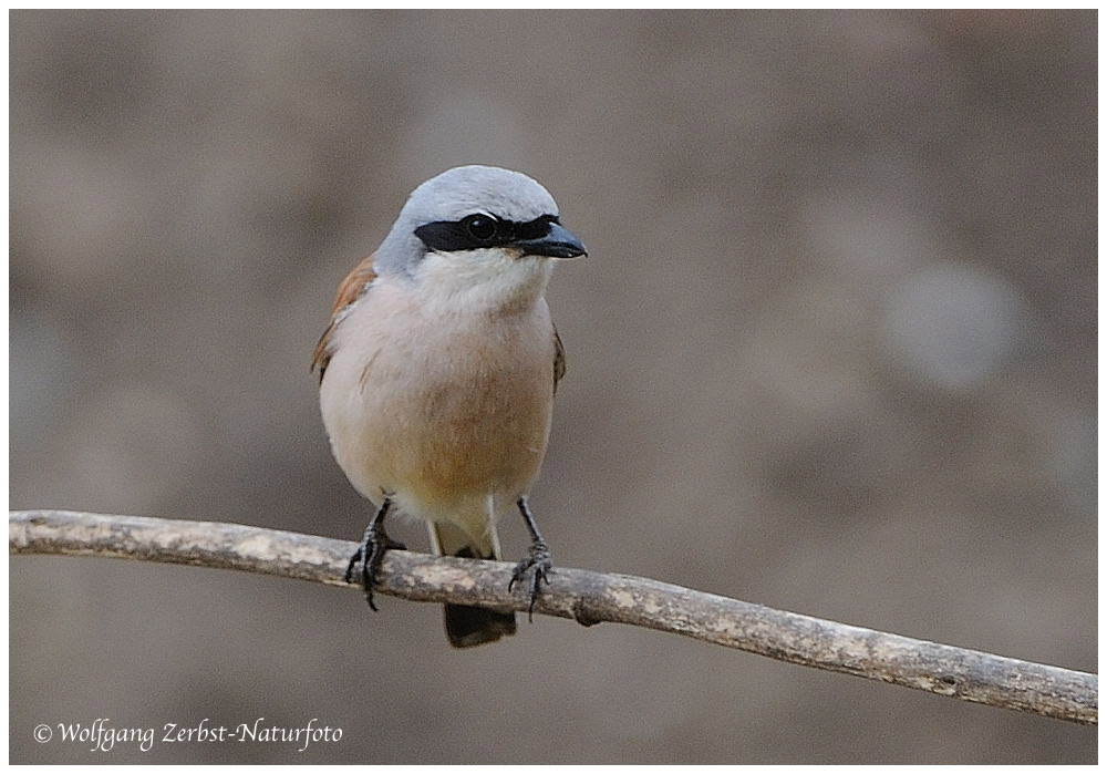 --- Neuntöter --- ( Lanius collurio )