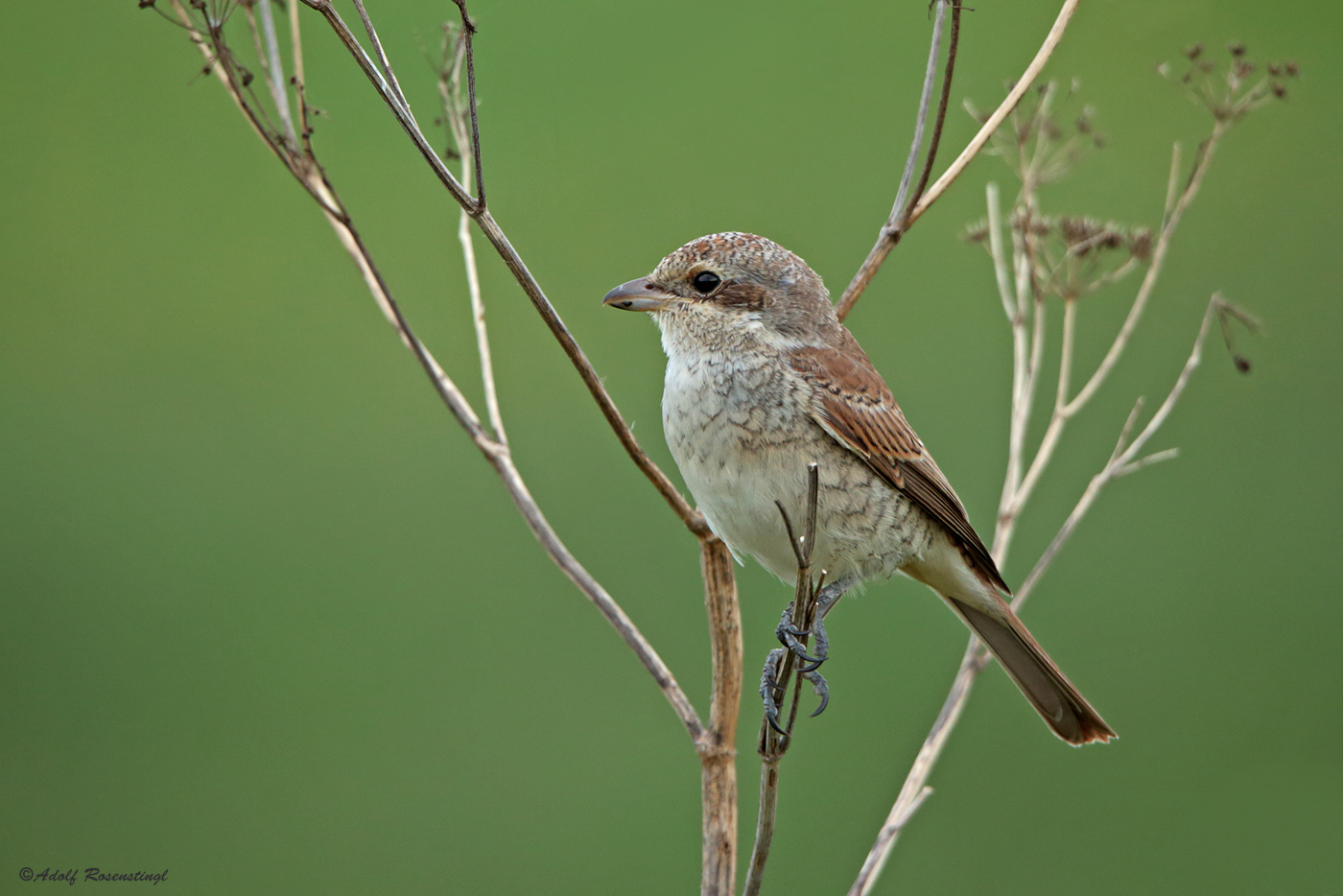 Neuntöter (Lanius collurio) 