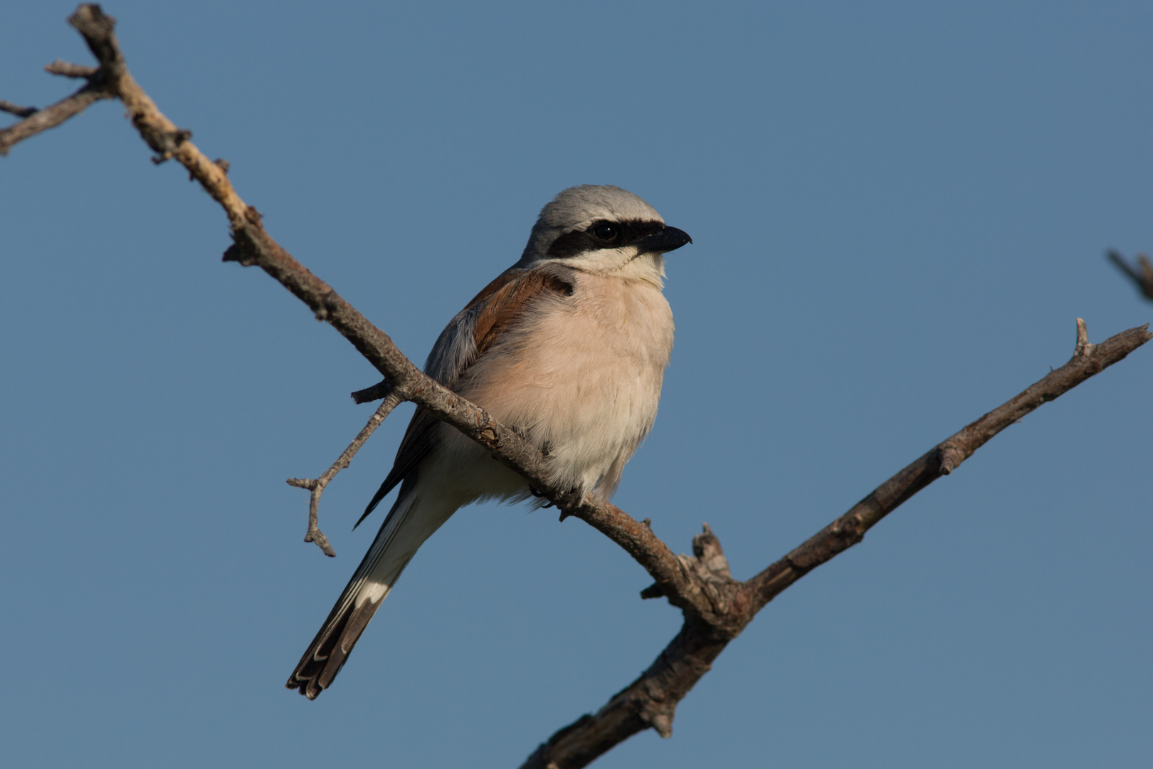 Neuntöter (Lanius collurio) am Neusiedler See