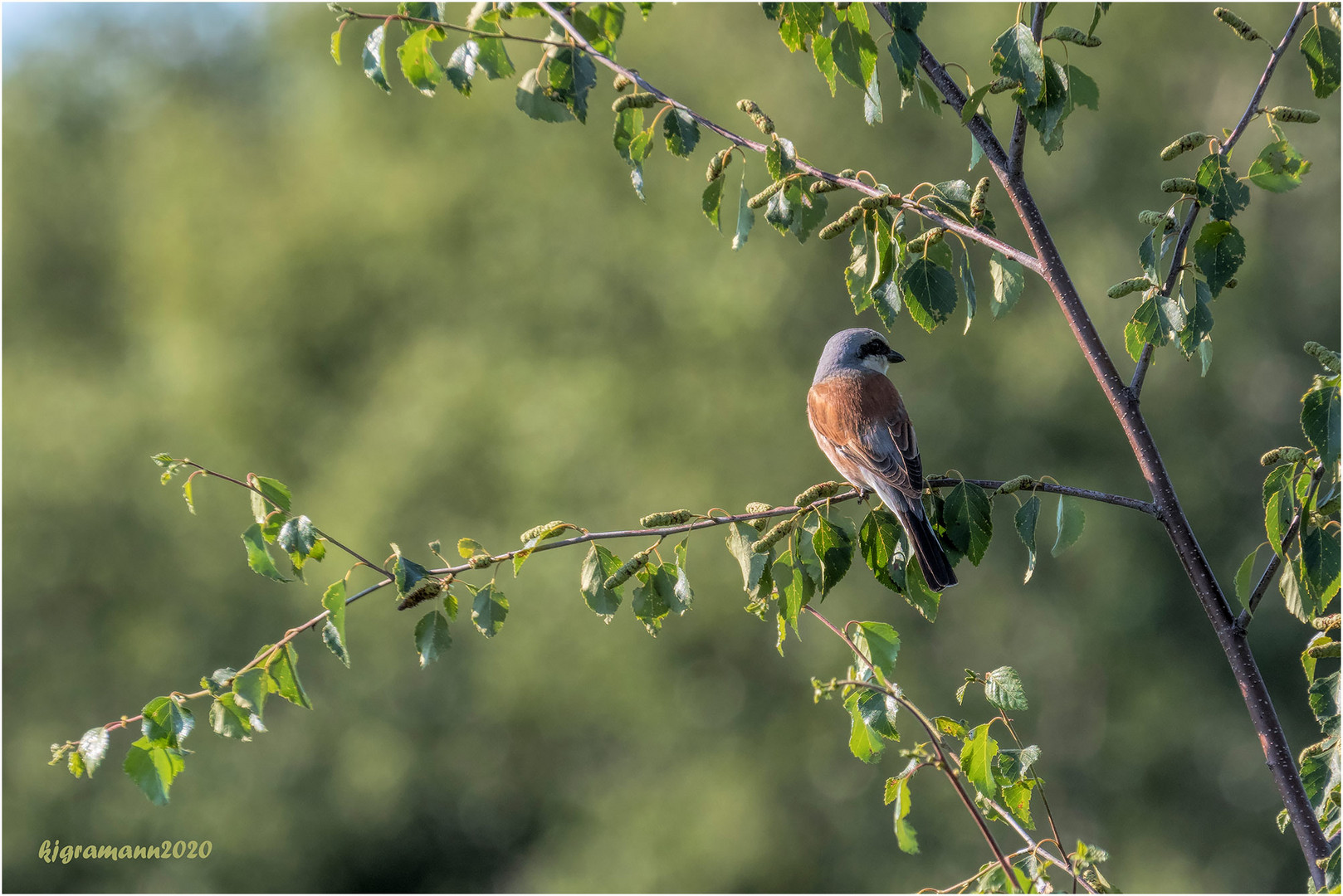 neuntöter (lanius collurio)....