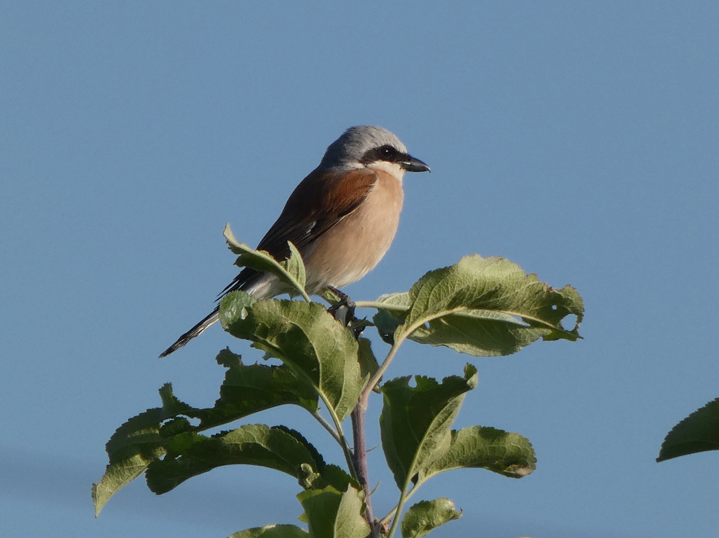 Neuntöter (Lanius collurio)