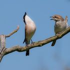 Neuntöter | Lanius collurio ... beim Balzen