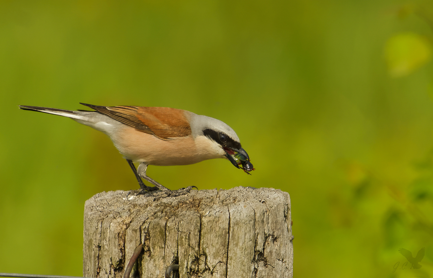 Neuntöter (Lanius collurio) beim Frühstück ...