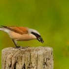 Neuntöter (Lanius collurio) beim Frühstück ...