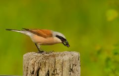 Neuntöter (Lanius collurio) beim Frühstück ...