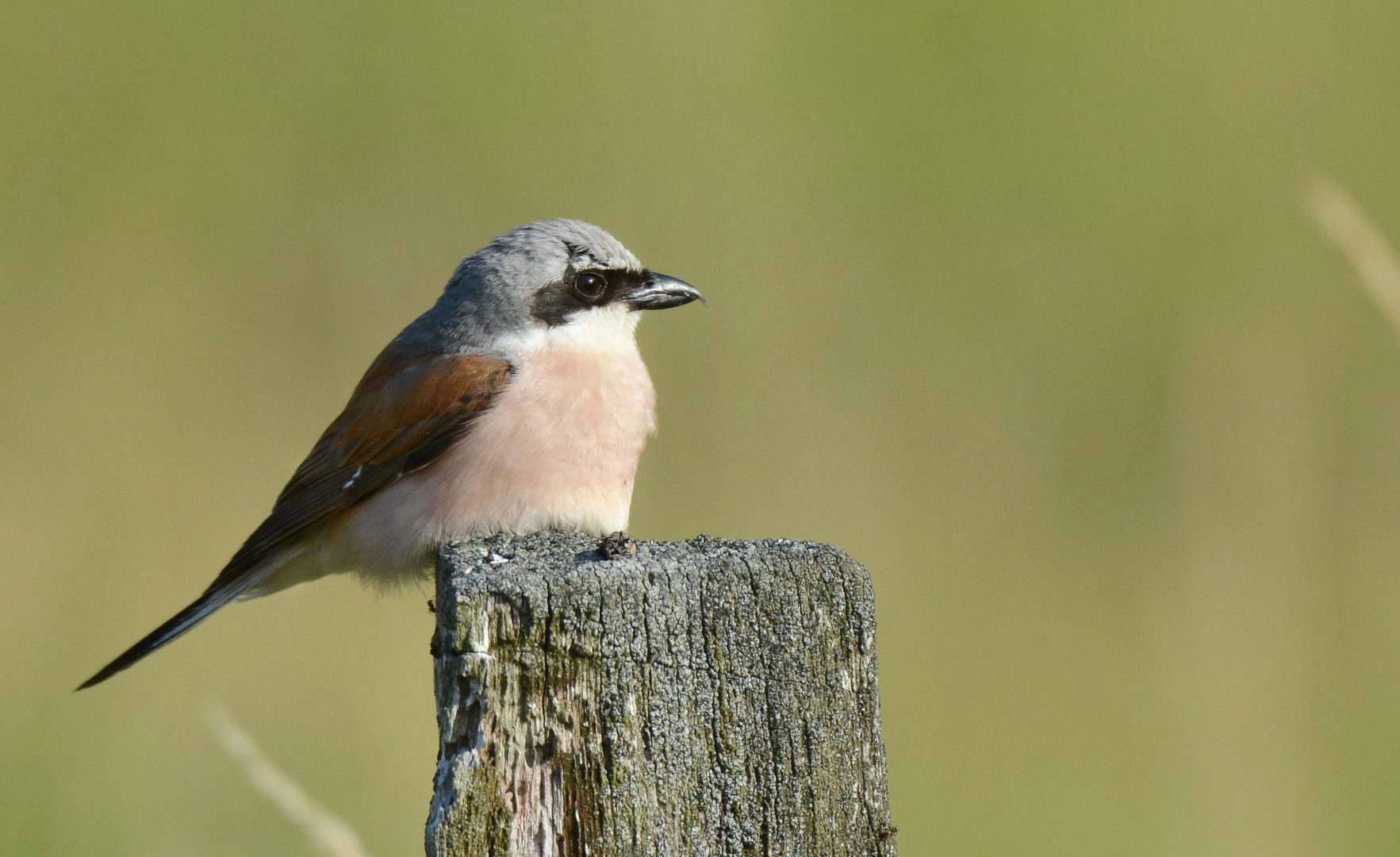 Neuntöter (Lanius collurio)