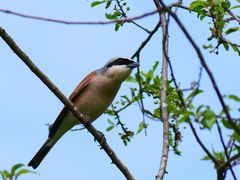 Neuntöter (Lanius collurio)