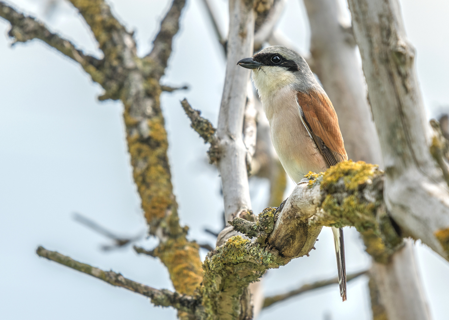 Neuntöter (Lanius collurio) 