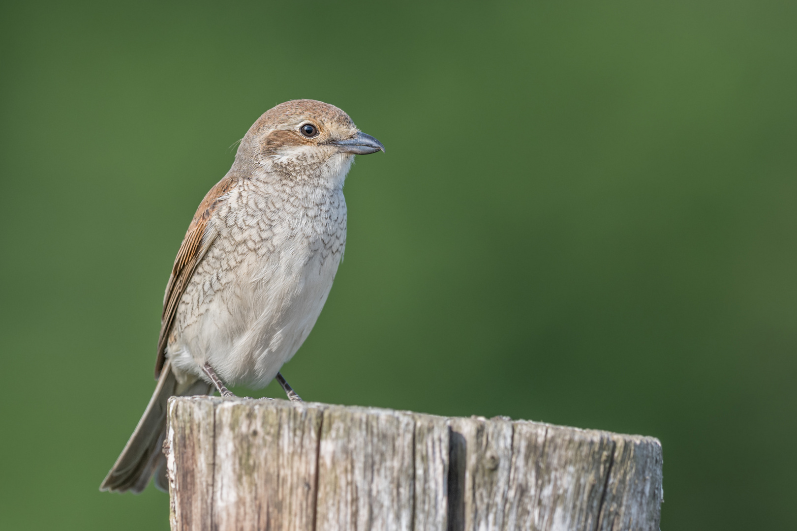 Neuntöter (Lanius collurio)